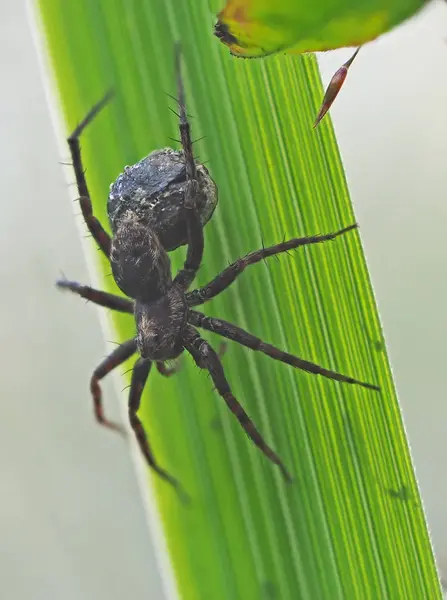 Aranha na floresta — Fotografia de Stock