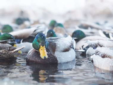 içinde belgili tanımlık soğuk göl kenarındaki ördek