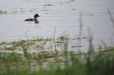 GoldenEye'yı ördek Nehri üzerinde
