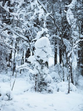 karlı ormanı. Kış