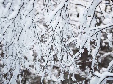 karlı ormanı. Kış