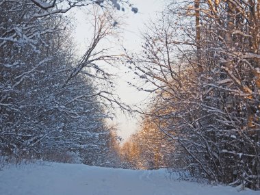 karlı ormanı. Kış