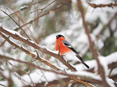 ormandaki şakrak kuşu