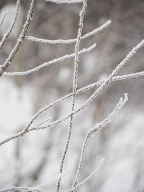 Karda dallar. Rus kışı