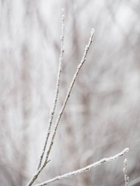 Karda dallar. Rus kışı