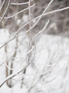 Karda dallar. Rus kışı