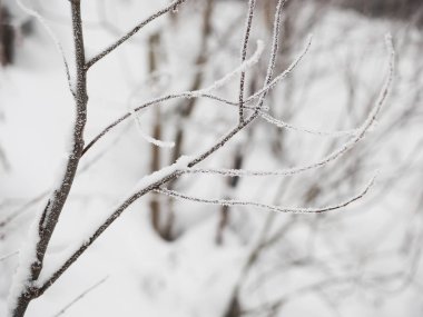 Karda dallar. Rus kışı