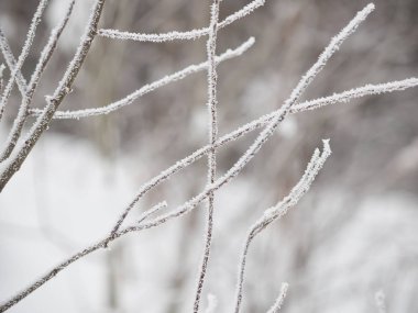 Karda dallar. Rus kışı