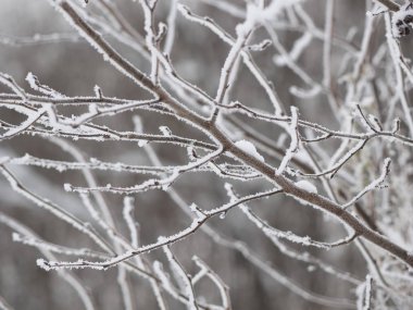 Karda dallar. Rus kışı