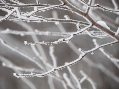 Karda dallar. Rus kışı