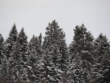 Kışın köknar ağacı