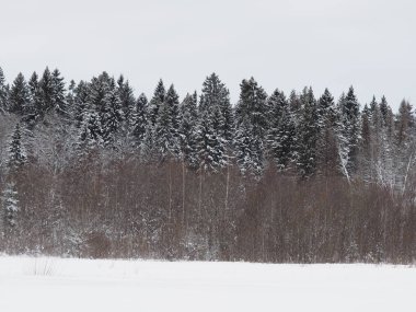 Kışın köknar ağacı