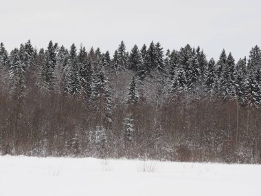 Kışın köknar ağacı