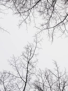 Ormanda ağaçların dalları