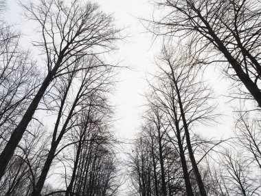 Ormanda ağaçların dalları