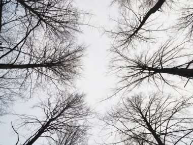 Ormanda ağaçların dalları