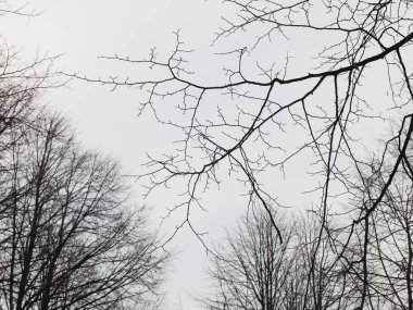 Ormanda ağaçların dalları