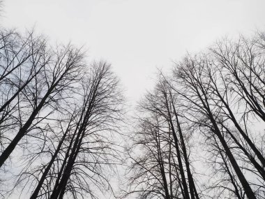 Ormanda ağaçların dalları