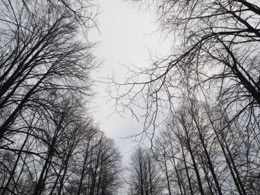 Ormanda ağaçların dalları