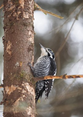 Üç - parmaklı ağaçkakan ağaç üzerinde