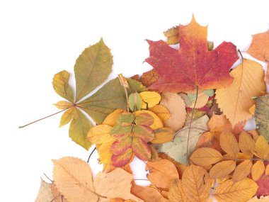 Beyaz arkaplanda sonbahar yaprakları