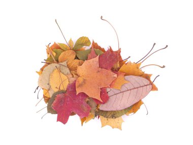 Beyaz arkaplanda sonbahar yaprakları