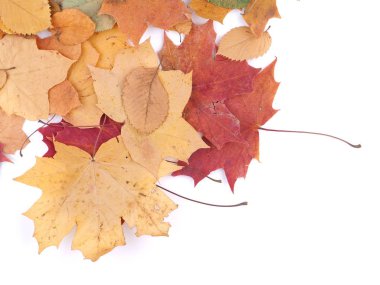 Beyaz arkaplanda sonbahar yaprakları