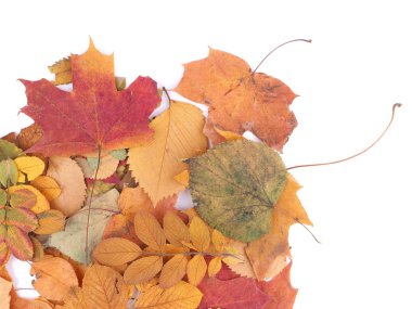 Beyaz arkaplanda sonbahar yaprakları