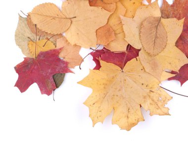 Beyaz arkaplanda sonbahar yaprakları