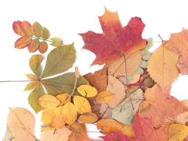 Beyaz arkaplanda sonbahar yaprakları