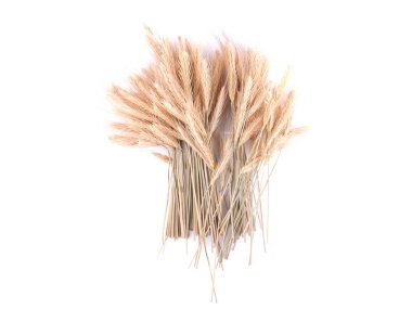 Beyaz arkaplanda buğday