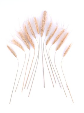 Beyaz arkaplanda buğday