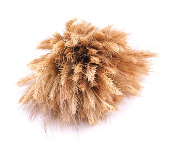 Beyaz arkaplanda buğday