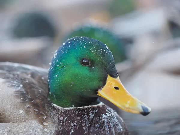 Pato en el lago en el frío — Foto de Stock