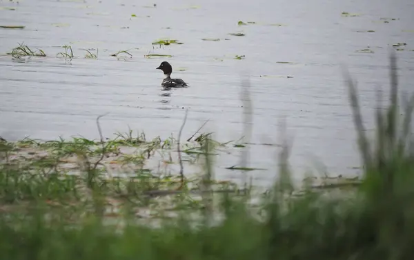 Pato goldeneye no rio — Fotografia de Stock