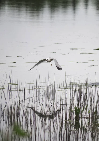 Meeuwen die over de rivier vliegen — Stockfoto