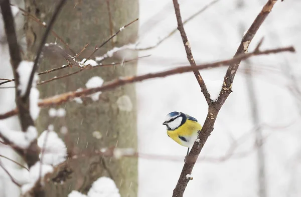 Grande mésange dans la forêt — Photo