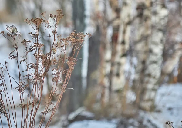 Vogel carduelis flammea auf dem trockenen Gras im Winter — Stockfoto