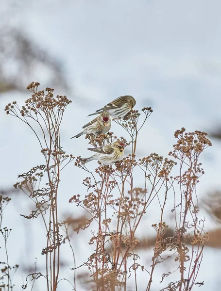 Oiseau Carduelis flammea sur l'herbe sèche en hiver — Photo