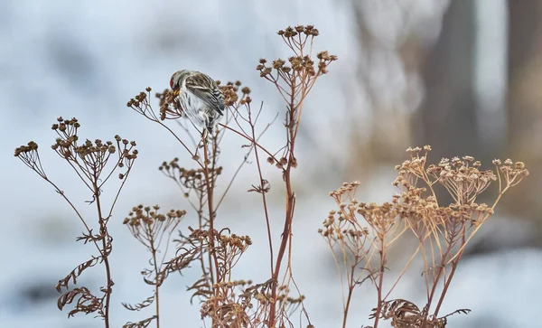 Vogel carduelis flammea auf dem trockenen Gras im Winter — Stockfoto