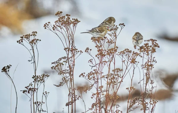 Bird Carduelis flammea en la hierba seca en invierno — Foto de Stock