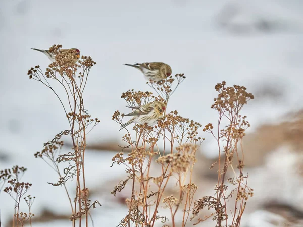 Bird Carduelis flammea on the dry grass in winter — Stock Photo, Image