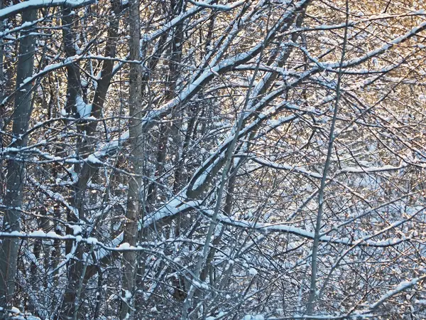 karlı ormanı. Kış