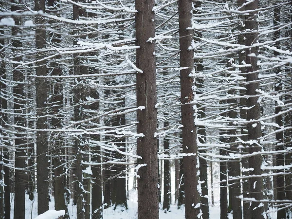 Karlı ormanı. Kış — Stok fotoğraf