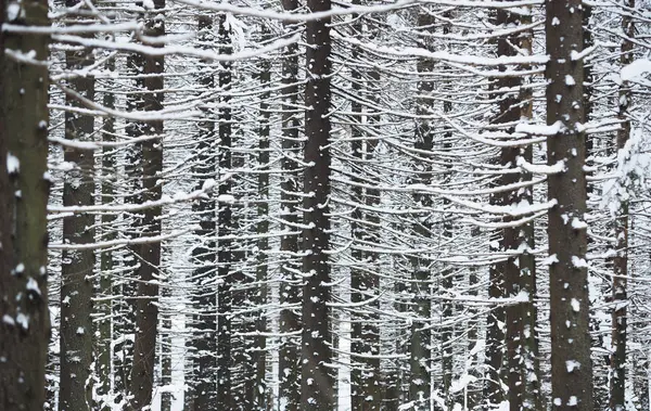 Foresta innevata. inverno — Foto Stock