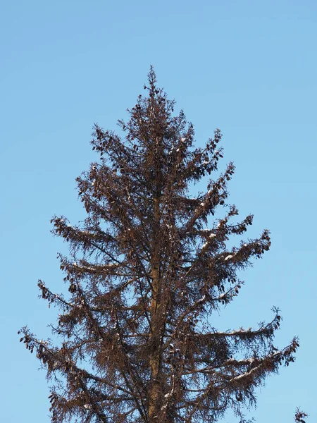 Spruce in the snow — Stock Photo, Image