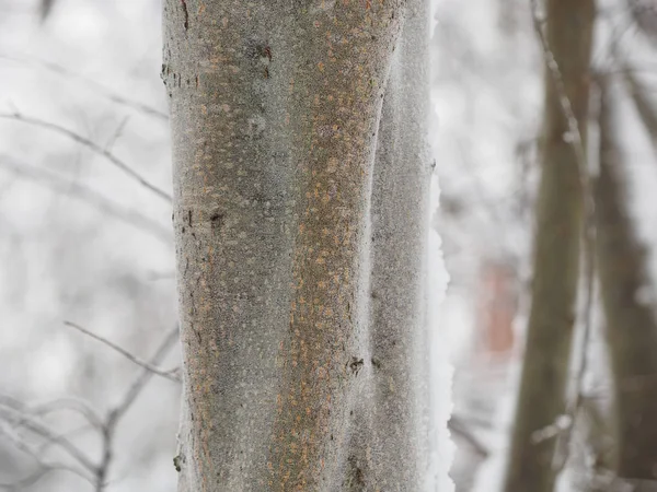 Tronco de un árbol en la nieve — Foto de Stock