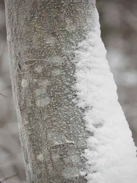 Tronco de un árbol en la nieve — Foto de Stock