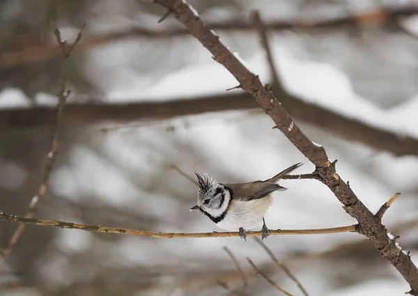 Crested tit in the forest — Stock Photo, Image