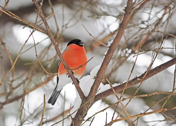 Bullfinch in the forest — Stock Photo, Image